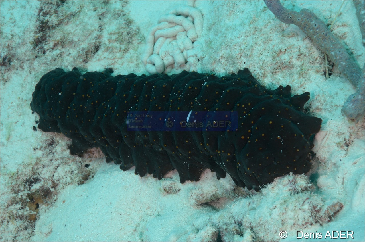 Isostichopus badionotus Holothurie verruqueuse Bonaire Buddy reef-14m-20180223-Denis-ADER-DSC_7800_tn.jpg